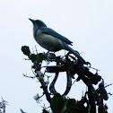 Scrub jay