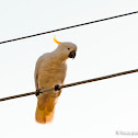 Sulphur-crested cockatoo