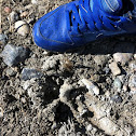 Cougar (Track)