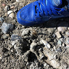 Cougar (Track)
