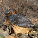 rana puntuda - colombiam plump frog - burrowing toad
