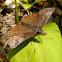 Columbine Duskywing