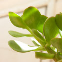Árbol de Jade