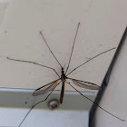 Cranefly