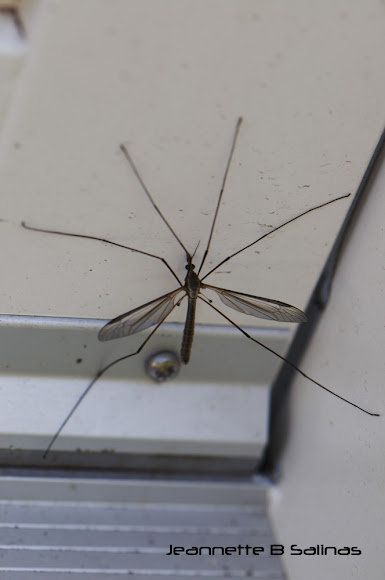 Spotting Image 1