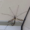 Cranefly