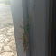 Walking stick