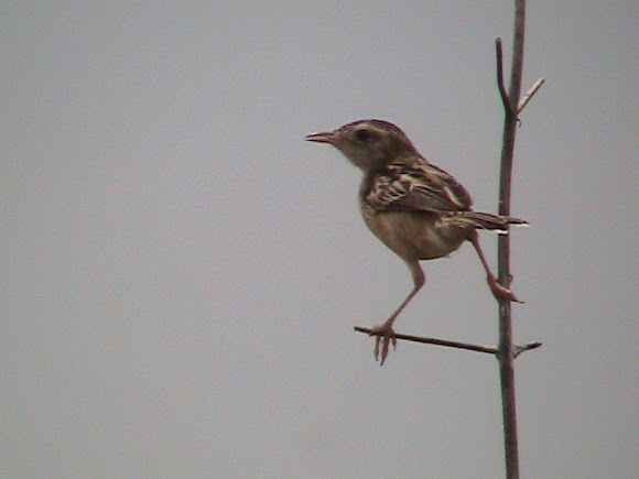 Spotting Image 1