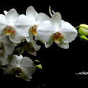 Moth orchid
