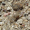 Horn-Eyed Ghost Crab