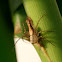 細紋貓蛛  Oxyopes macilentus