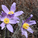 Eastern pasqueflower