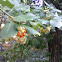 Unidentified 