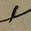 Barn Swallow