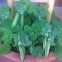 Tom Thumb container peas.