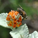 Tachinid Fly