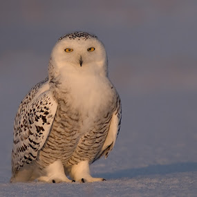 by Shelley O'Connell - Wildlife Birds