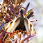 Mariposa del Chagual