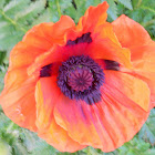 Orange Poppy