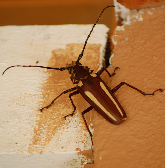 Spotting Image 1