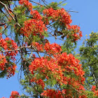 Royal Poinciana/Flamboyant