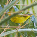 Yellow Warbler