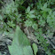 Cleavers