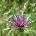 Purple Salsify