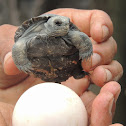 Sierra Negra tortoise (newly hatched)