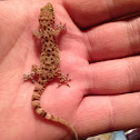 Common House Gecko