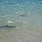 Black-tip Reef Shark