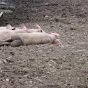 Pigs