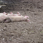 Pigs