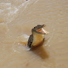 Crocodile