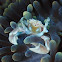 Spiny Porcelain Crab