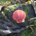 Queen Scallop