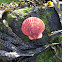 Queen Scallop