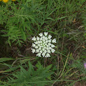 Queen Anne's Lace