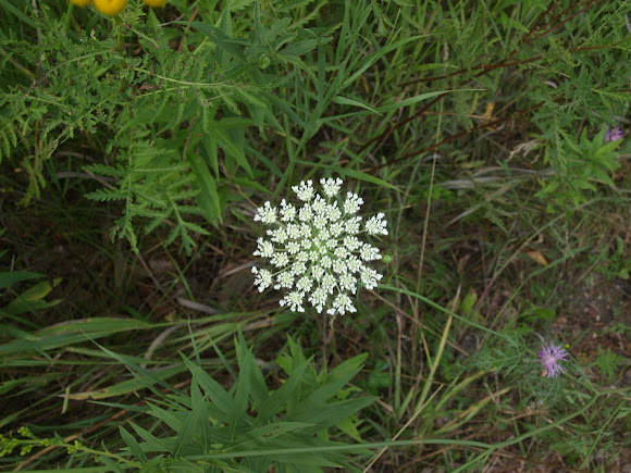 Spotting Image 1