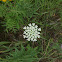 Queen Anne's Lace