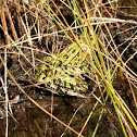 Leopard frog