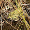 Leopard frog