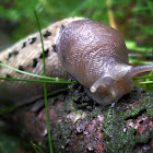 Black Limax Slug