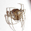 Pirate Spider