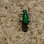 Six Spotted Tiger Beetle