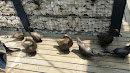 Ducks Statues