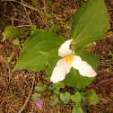 White Trillium