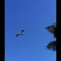 Swallow-tailed kite