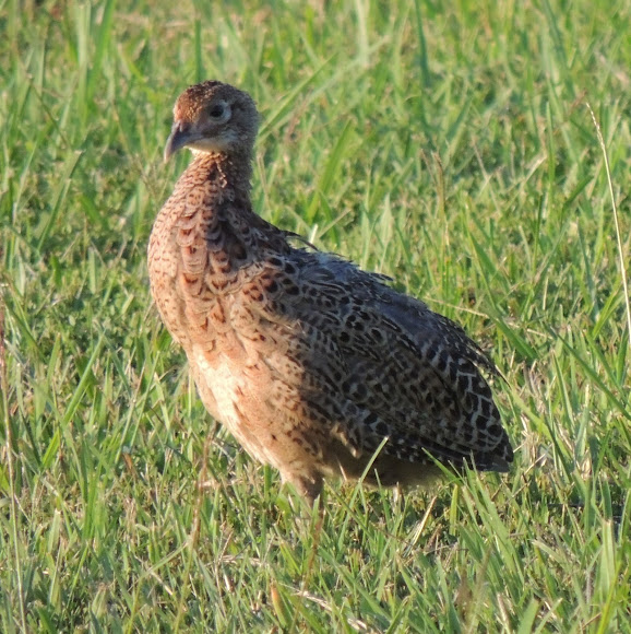 Juvenile Ringnecked pheasant Project Noah