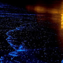 Photobacterium leiognathi